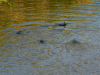 水に潜って魚を探す猪名川のカワウ