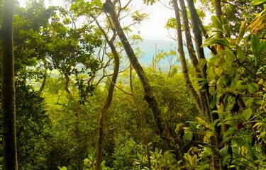 Dense tropical forest interior with sunlight filtering through the canopy and thick vegetation.