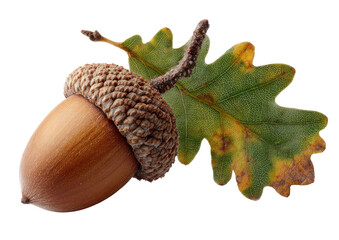 Close-up of an acorn and oak leaf