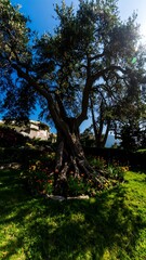 Fototapeta premium Ancient olive tree in garden