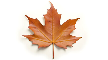Fototapeta premium Autumnal beauty: A single maple leaf on a pristine white backdrop captures seasonal essence