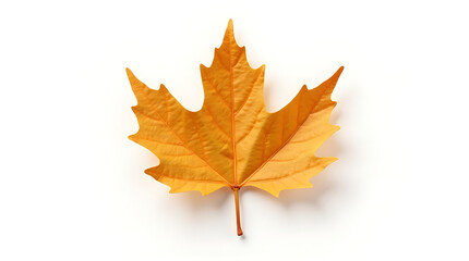 Fototapeta premium Autumn's Golden Embrace: A Detailed Study of a Single Maple Leaf on White