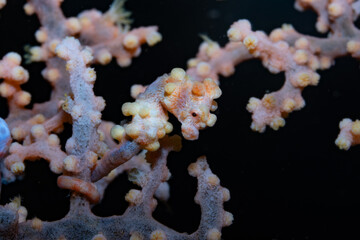 Bargibanti Pygmy Seahorse Hippocampus bargibanti