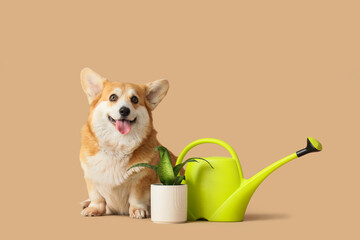 Cute Corgi dog with watering can and plant on beige background