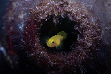 Yellow Pygmy-goby Lubricogobius exiguus