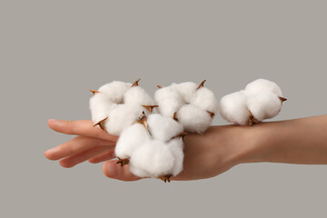 Female hand with cotton flowers on grey background, closeup