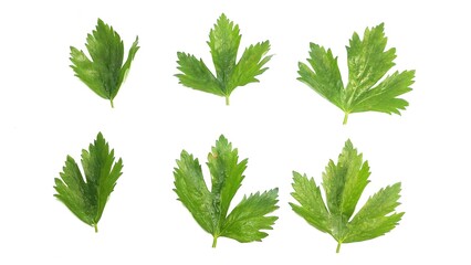 Collection set of fresh chopped green celery leaves isolated on white background with clipping...