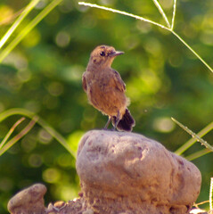 Brown Rock Chat (Oenanthe fusca) is a species of bird in the Muscicapidae family