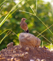 Brown Rock Chat (Oenanthe fusca) is a species of bird in the Muscicapidae family