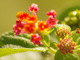 Panoramic red and yellow Lantana camara flowers
