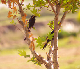 The fork-tailed drongo (Dicrurus adsimilis), also called the common drongo or African drongo