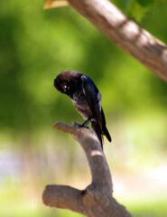 The fork-tailed drongo (Dicrurus adsimilis), also called the common drongo or African drongo