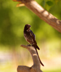 The fork-tailed drongo (Dicrurus adsimilis), also called the common drongo or African drongo