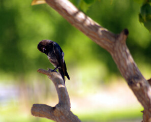 The fork-tailed drongo (Dicrurus adsimilis), also called the common drongo or African drongo