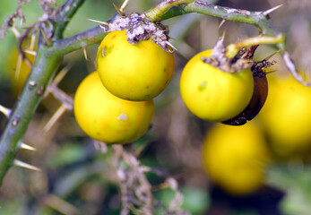 Thorny Nightshade is a herb which is erect or creeping 
