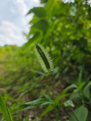 fern in the forest