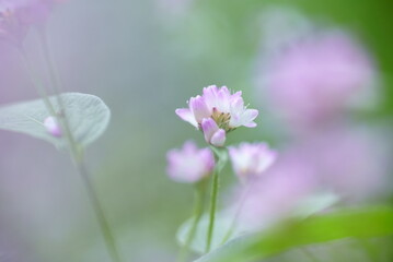 Obraz premium ミゾソバの花