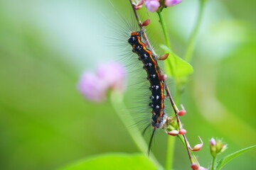 カラフルな毛虫