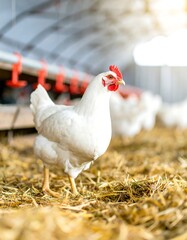 Fototapeta premium White hen in indoor poultry farm