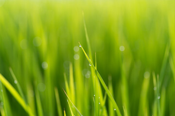 朝露に濡れる稲穂	