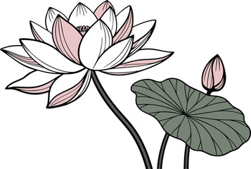 Lotus Flower Illustration. Realistic Lotus Flower Artwork. Exotic Lotus Flower Drawing. Sacred Lotus Flower Design. Water Lotus Flower Illustration. Blooming Lotus Flower Artwork