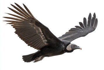 Obraz premium Black Vulture in Flight Against White Background