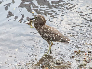 Young Black-crowned  Night Heron with a Fish in Its Beak