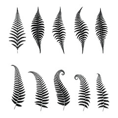 Fern Leaf Silhouette Collection – 10 Botanical Vector Illustrations