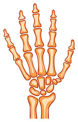 Simplified anatomical illustration of the human hand skeleton bones structure for educational purposes