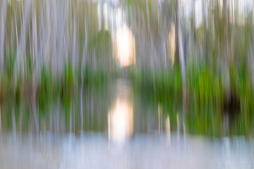 Eucalyptus trees line both sides framing morning sun in typical Australian bush scene in blurred...