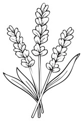 Fototapeta premium Clean line art botanical drawing of aromatic lavender flowers and leaves