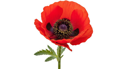 Obraz premium Vibrant Red Poppy Flower Isolated on Black