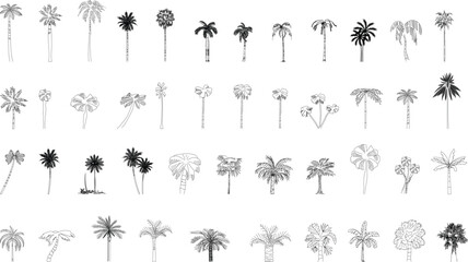A detailed vector collection of various palm tree elevations in a black-and-white illustration, suitable for architectural, landscape, and tropical-themed design projects.