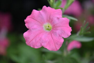 close up of a pink flower