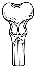 Stylized Human Femur Bone Anatomy, Black and White Sketch Style, Medical Illustration for Education or Osteoporosis Awareness