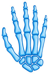 Fototapeta premium Cartoon blue skeleton hand illustration with bones and fingers for medical concept.