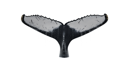Humpback whale tail fluke emerging from dark water