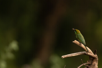 A Green bee eater perched on a thin branch, displaying vibrant green and orange feathers with blurred natural green background.