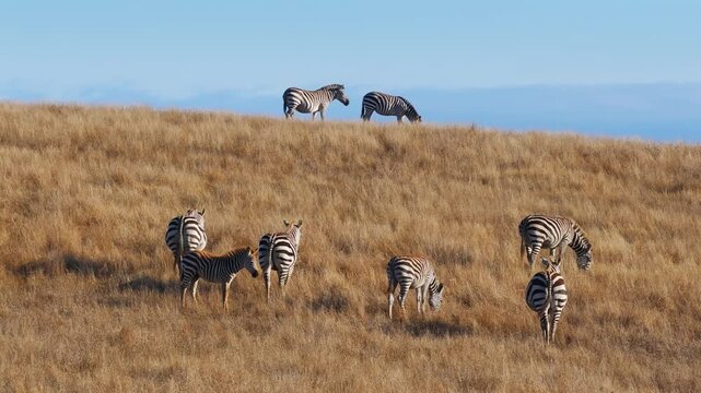 A picturesque and scenic view of a diverse group of zebras peacefully grazing on a beautiful grassy hill, showcasing their unique stripes and natural habitat in the wild, open landscape