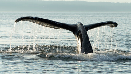 Close-Up of Whale Tail in Ocean near Vancouver Island, Canada