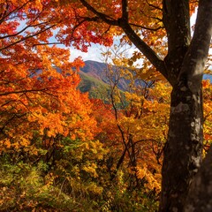 Autumnal Mountain Forest Canopy with Vibrant Fall Colors.