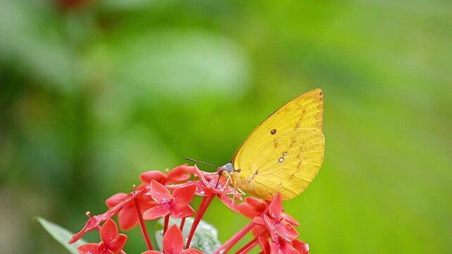 Lemon Emigrant butterfly sucks nectar and finally flies away, slow motion