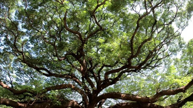 A large tree with many branches and leaves. The tree is very tall and has a lot of leaves