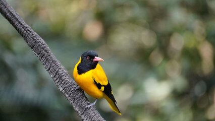 Fototapeta premium black-hooded oriole (Oriolus xanthornus) perched on tree branch against greenish background
