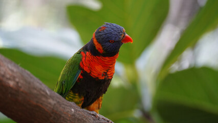 Rainbow lorikeet perched on a wooden branch. The bird’s striking plumage features a vivid combination of blue, green, orange, and yellow, set against a soft, blurred background of lush greenery.