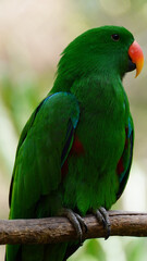 Beautiful male bird Moluccan Eclectus (Eclectus roratus) relax on branch.