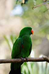 Beautiful male bird Moluccan Eclectus (Eclectus roratus) relax on branch.