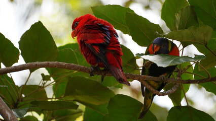 Striking red colour chattering lory