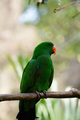 Beautiful male bird Moluccan Eclectus (Eclectus roratus) relax on branch.