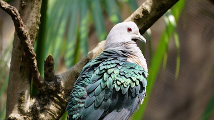 green imperial pigeon (Ducula aenea) in Japan Park, Japan at cloudy day